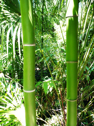 Two Bright Green Bamboo Culms Phyllostachys vivax